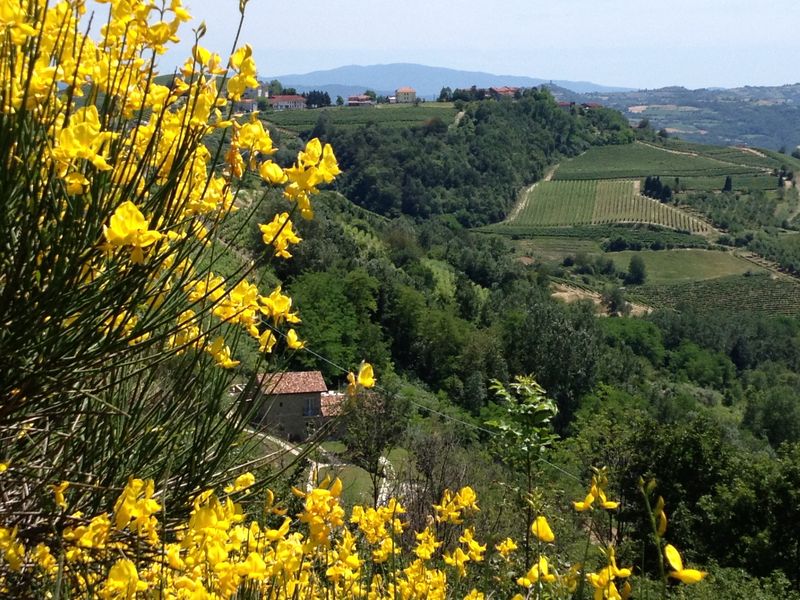 GINESTRA12.jpg