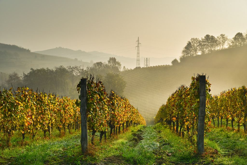 1703-AZ-AGR-BISTAGNO18.jpg