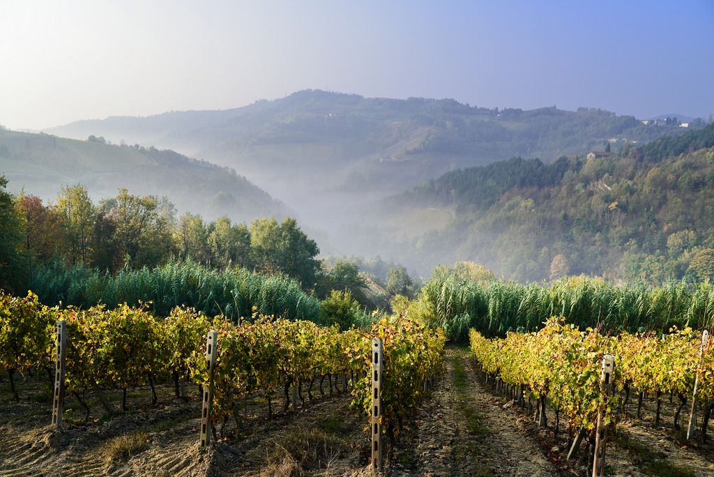 1703-AZ-AGR-BISTAGNO19.jpg