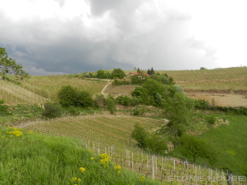 1709-AZ-C-BOGL-WINE19.jpg