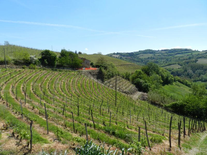 1709-AZ-C-BOGL-WINE20.jpg