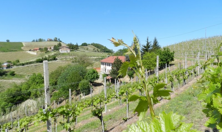 Stone Farm House with 24.000 sq.m of vineyards with an amazing panoramic view