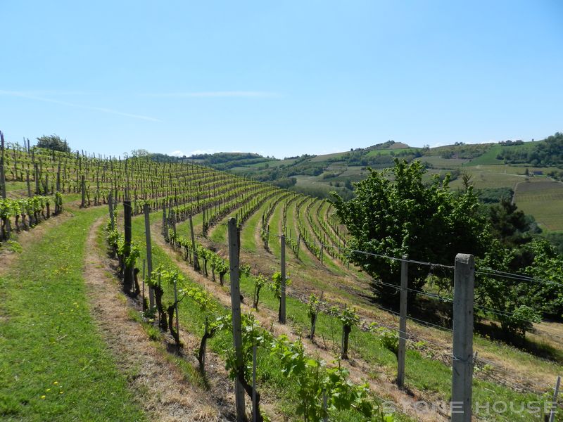 1709-AZ-C-BOGL-WINE22.jpg